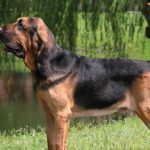 Bloodhounds